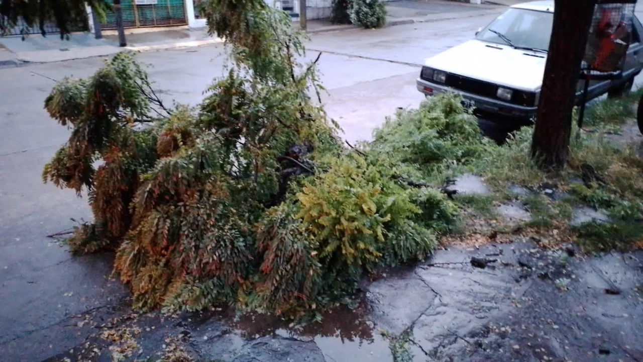 Temporal en Olavarria Galeria de imágenes 