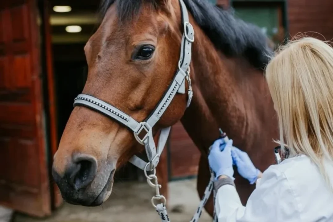 Confirman el Primer Caso Fatal de Encefalitis Equina en Santa Fe