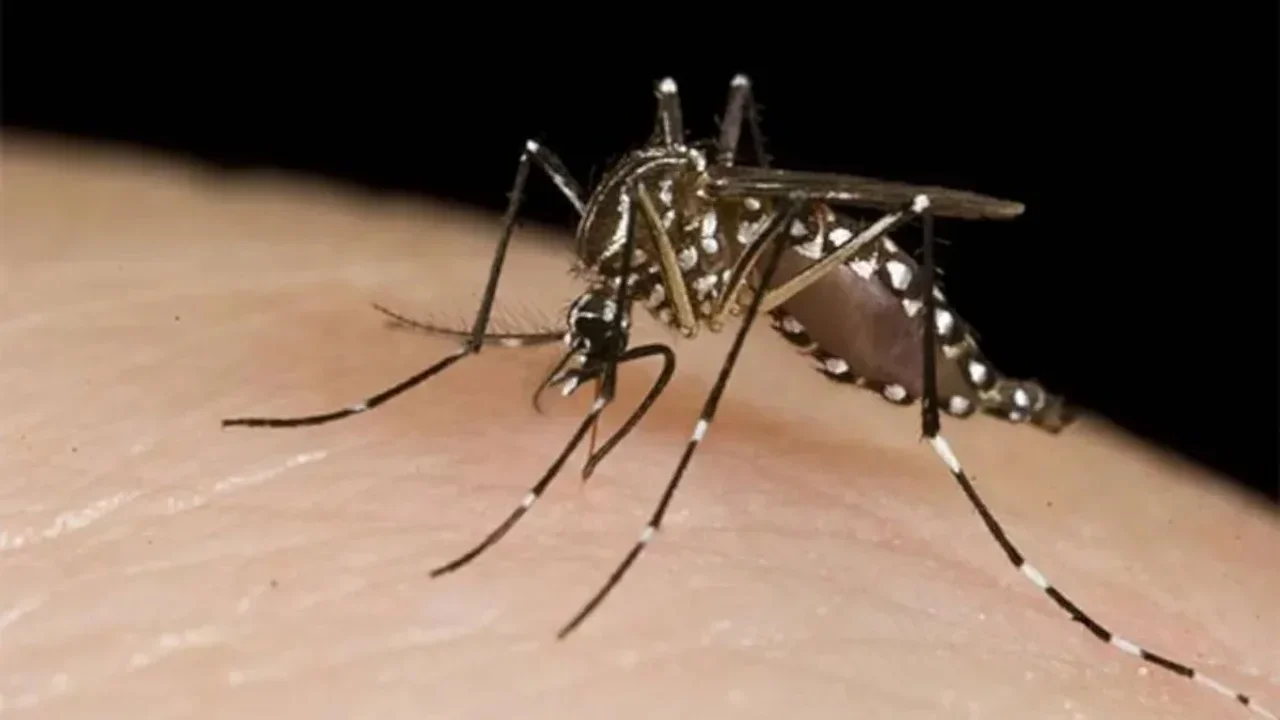 Se avanza en el desarrollo de un kit para diagnosticar dengue