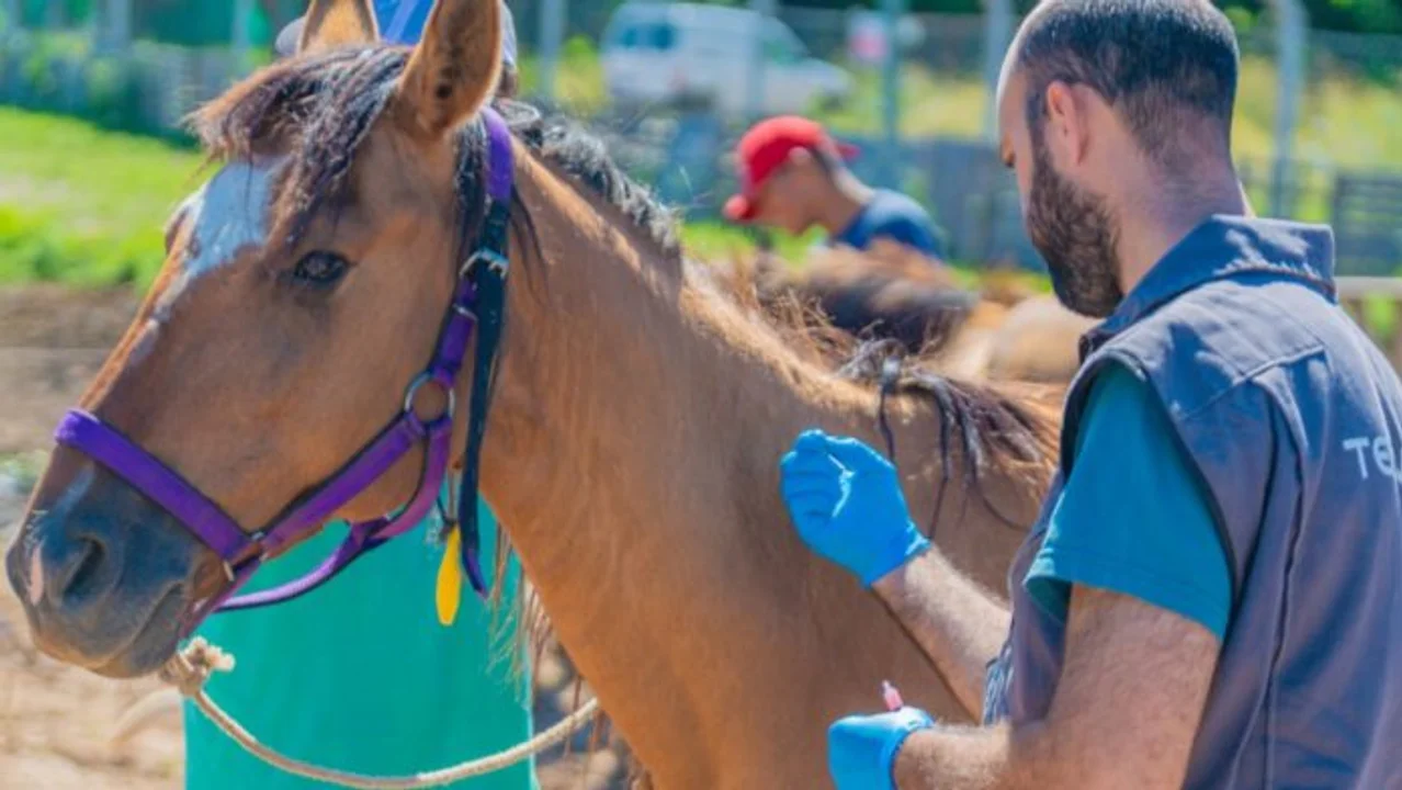 Confirman otra muerte humana por encefalitis equina en la provincia y ya son seis