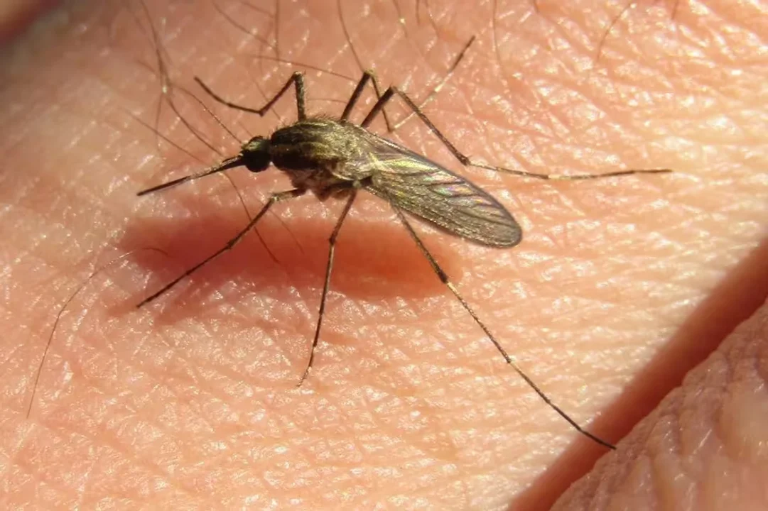 Alerta por los mosquitos Aedes albifasciatus en AMBA: consejos para prevenir picaduras