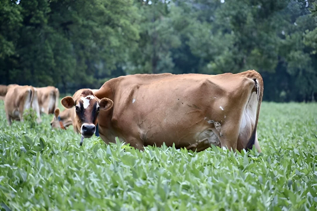 La creciente influencia de las vacas Jersey en la producción lechera argentina: un referente en aumento