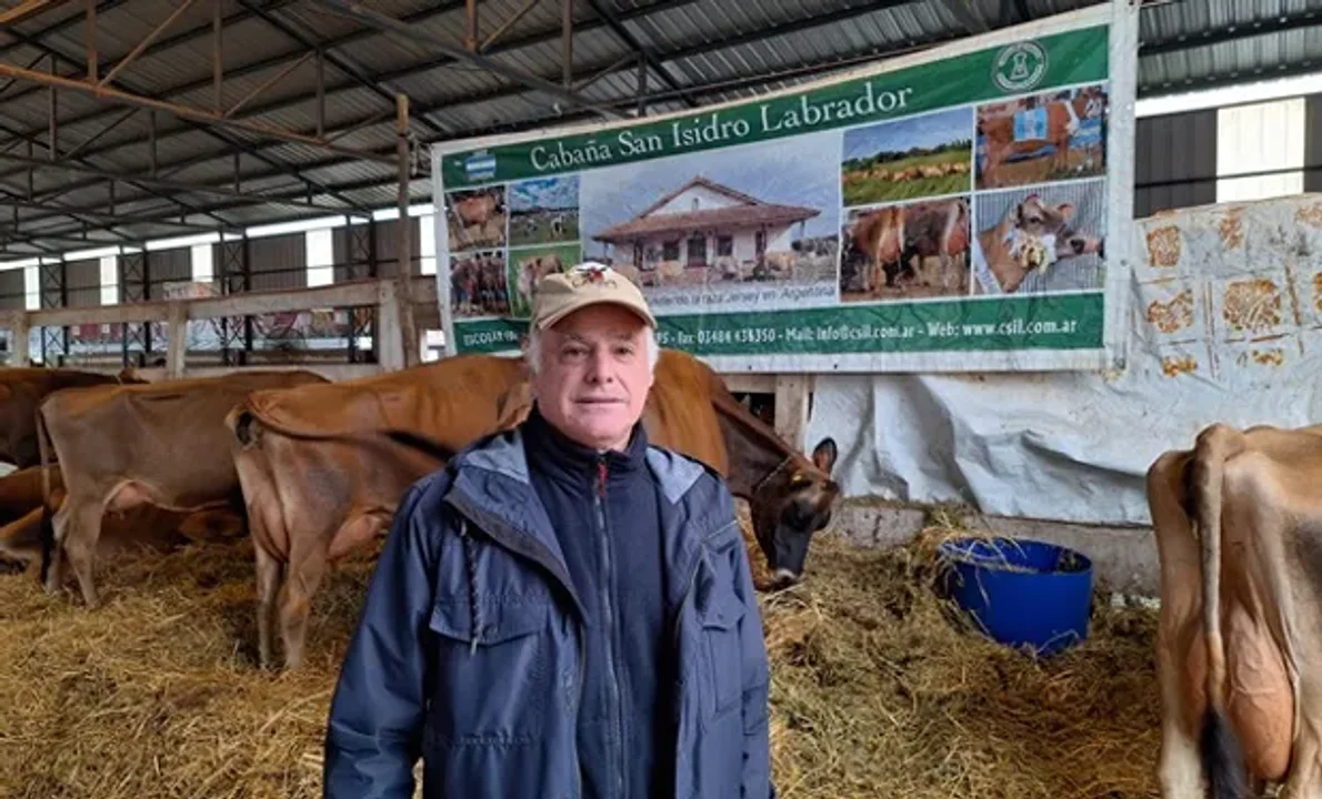La creciente influencia de las vacas Jersey en la producción lechera argentina: un referente en aumento