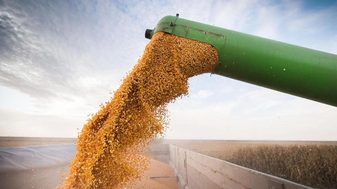 Mercado de Granos en Argentina: Impacto de Brasil, Análisis del WASDE y Movimientos de Precios