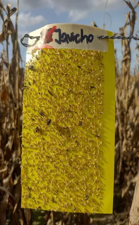 Argentina lanza red nacional de trampas para controlar la chicharrita del maíz