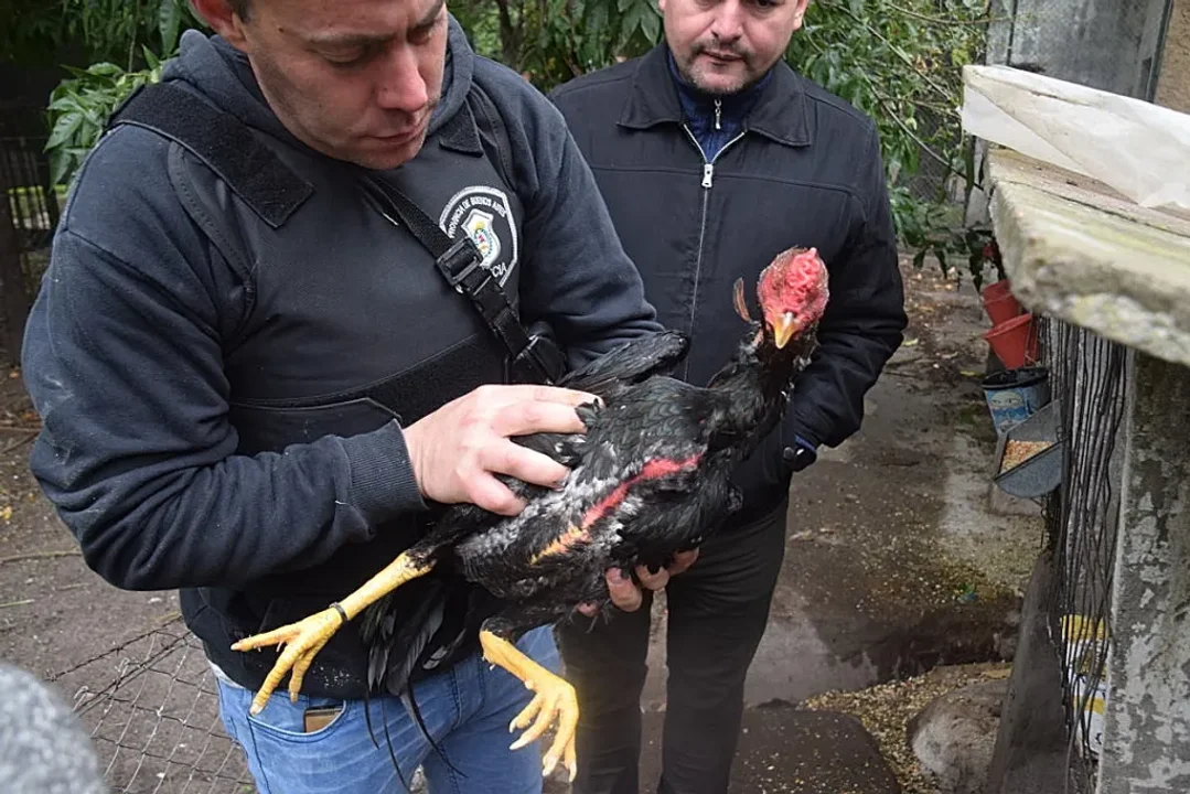 Descubrimiento de criadero de gallos de riña en Olavarría desata sumario interno