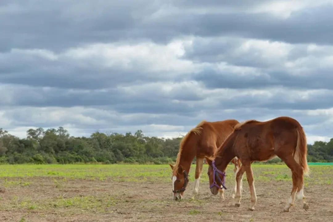 La Argentina retoma las exportaciones de equinos a Chile