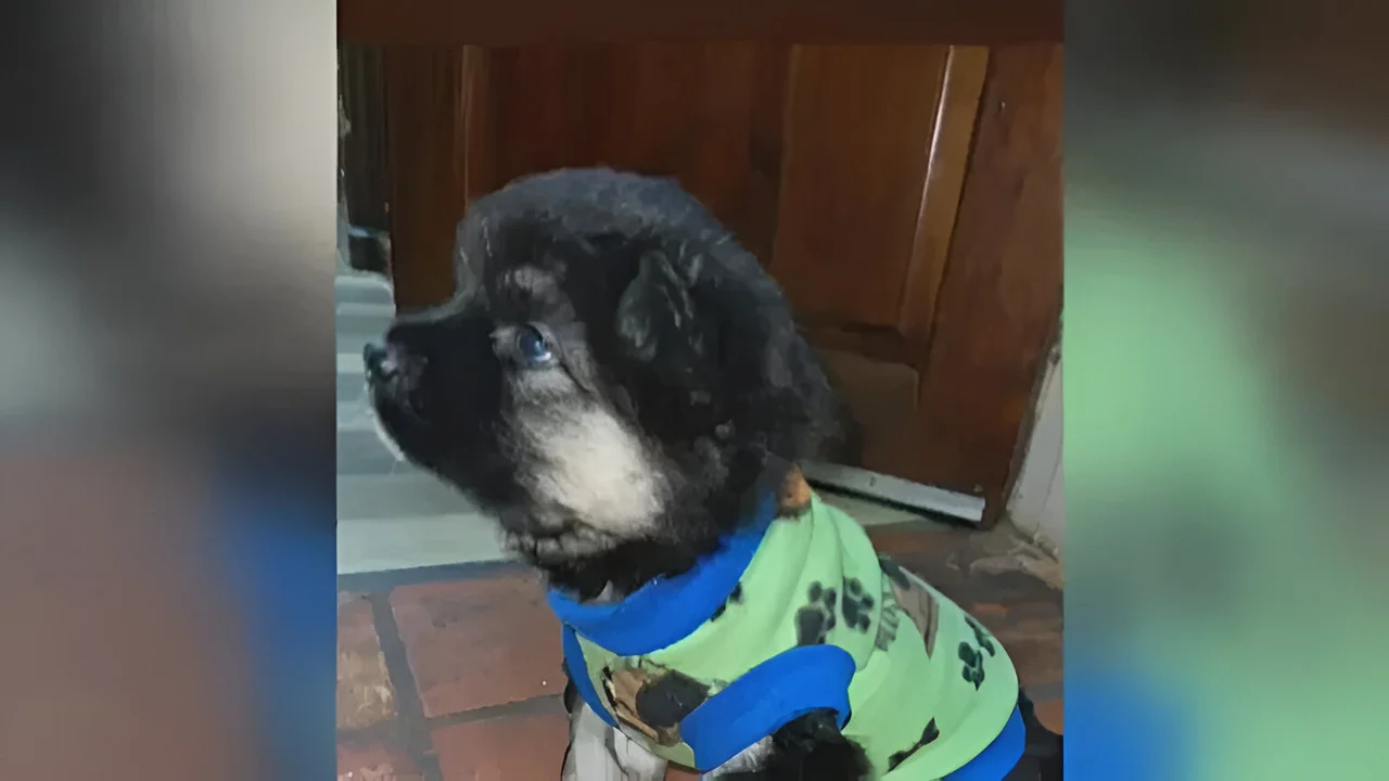 Desesperación en familia de asunción por cachorro robado, ofrecen recompensa