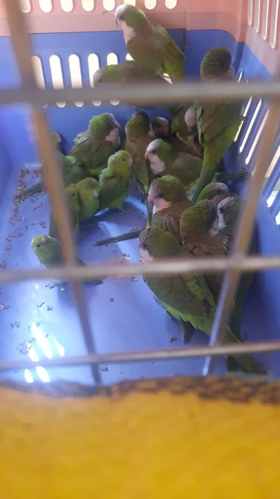 FISCALÍA DE ORURO INVESTIGA A SUJETO QUE TENÍA EN SU PODER 43 LOROS EN BOLSAS DE YUTE.
