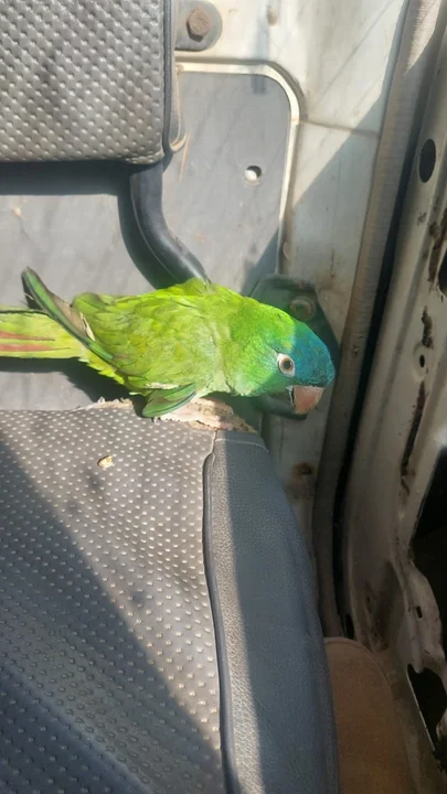 FISCALÍA DE ORURO INVESTIGA A SUJETO QUE TENÍA EN SU PODER 43 LOROS EN BOLSAS DE YUTE.
