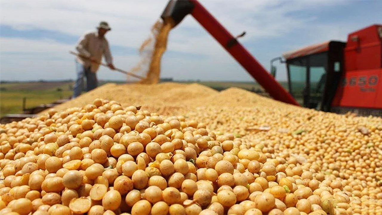 Se perderían ingresos de u$s7.000 millones menos por caída del precio de la soja