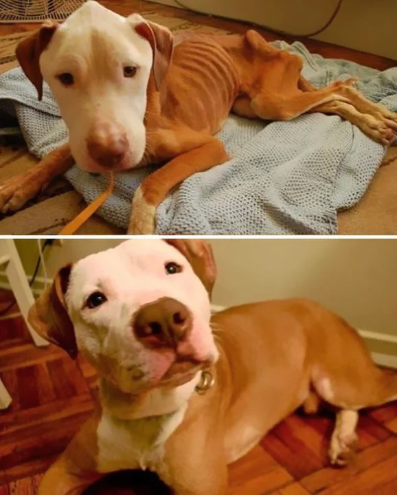 La transformación de los perritos antes y después de ser adoptados: Un viaje del abandono a la felicidad