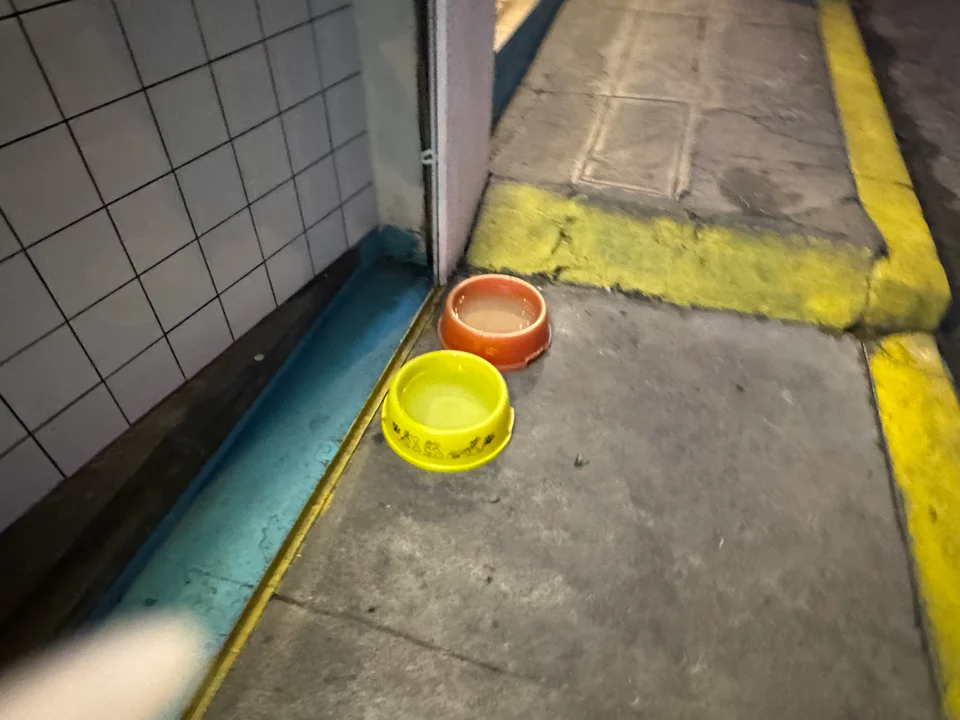 Taquería Monterrey lanza campaña solidaria para ayudar a perritos en situación de calle con el apoyo de la diputada Luisa Nayar.