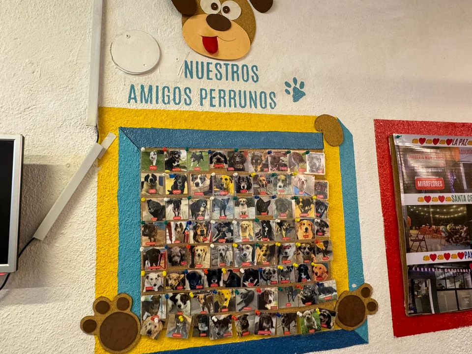Taquería Monterrey lanza campaña solidaria para ayudar a perritos en situación de calle con el apoyo de la diputada Luisa Nayar.