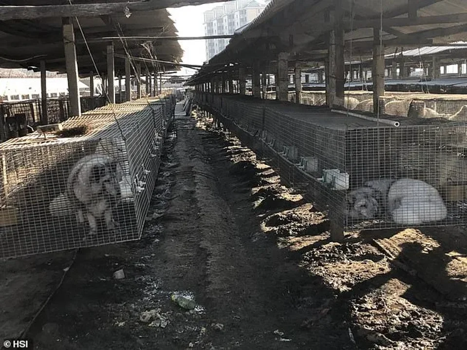 Se han identificado 39 virus de alto riesgo de transmisión entre especies en granjas de peletería, según un estudio reciente. Las autoridades están aumentando la vigilancia para prevenir posibles brotes.