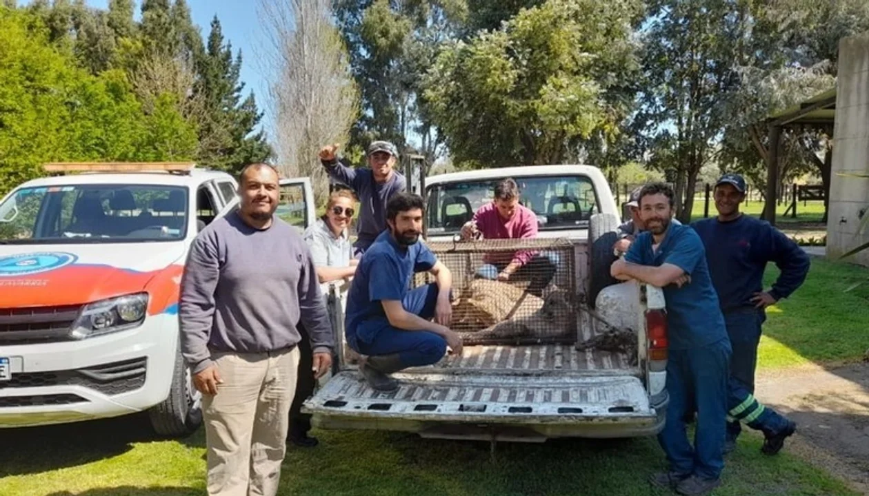Capturan un puma en la zona de las avenidas Avellaneda y Formosa