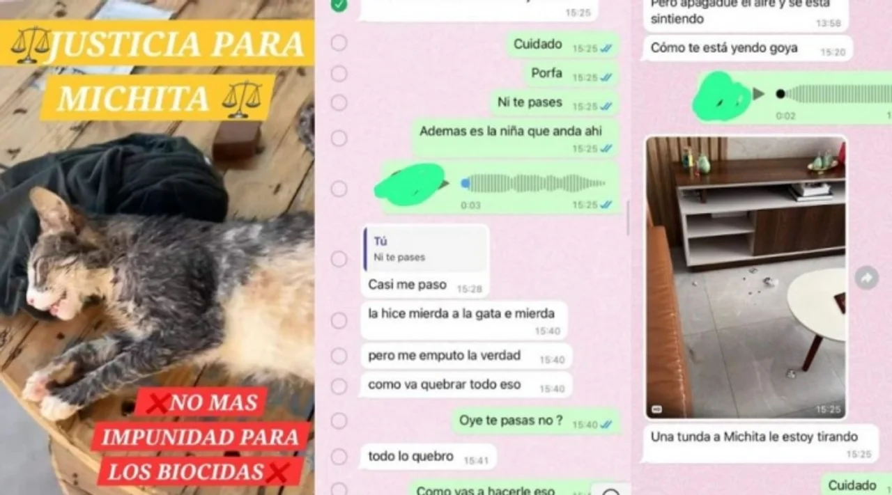 Indignación en Santa Cruz: Fiscalía emite orden de aprehensión contra José Ayala Mejía por biocidio tras brutal ataque a una gata