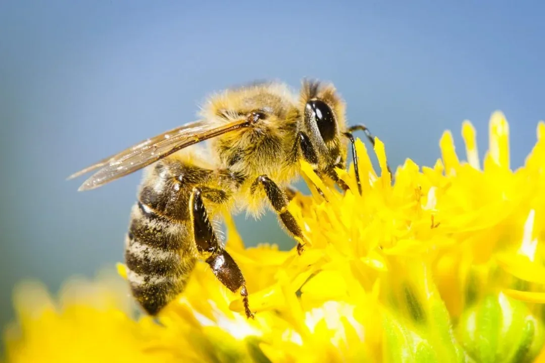 Un hombre murió tras sufrir más de 150 picaduras de abejas