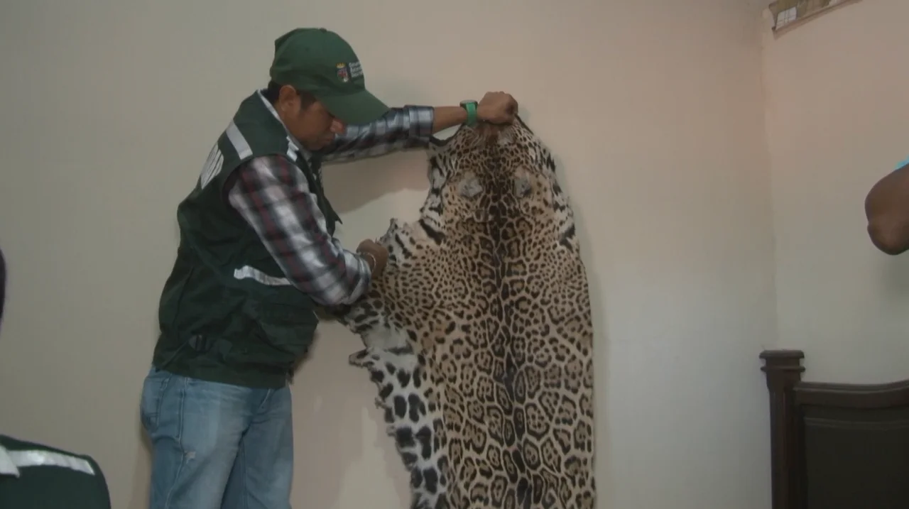 Salvar al jaguar, espíritu de la selva: Bolivia se moviliza por la conservación del felino
