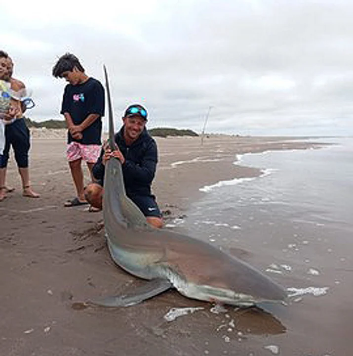 Increíble: pescaron un tiburón en Claromecó