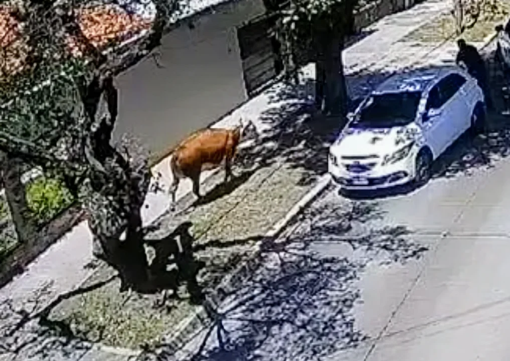 La vaca que escapo salvando su vida