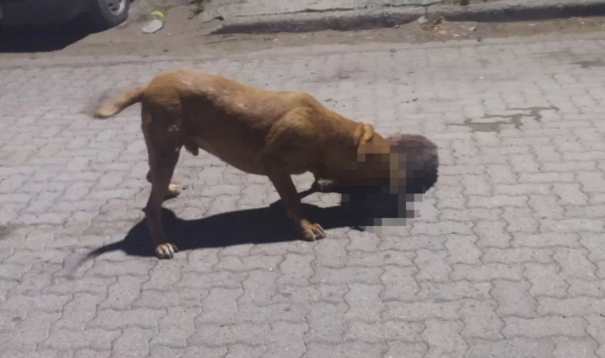 Terror en el barrio Corradi, en la ciudad chubutense de Trelew. Los vecinos denunciaron que un perro pitbull asesinó a seis perros y tres gatos, además de morder a tres vecinos de la zona.