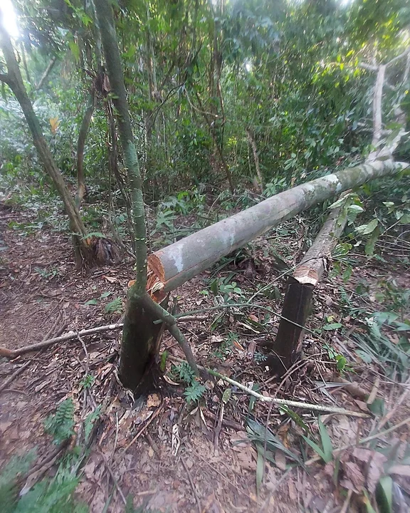 Senda Verde denuncia riesgo para la Amazonía boliviana por proyecto de transmisión eléctrica sin licencia ambiental