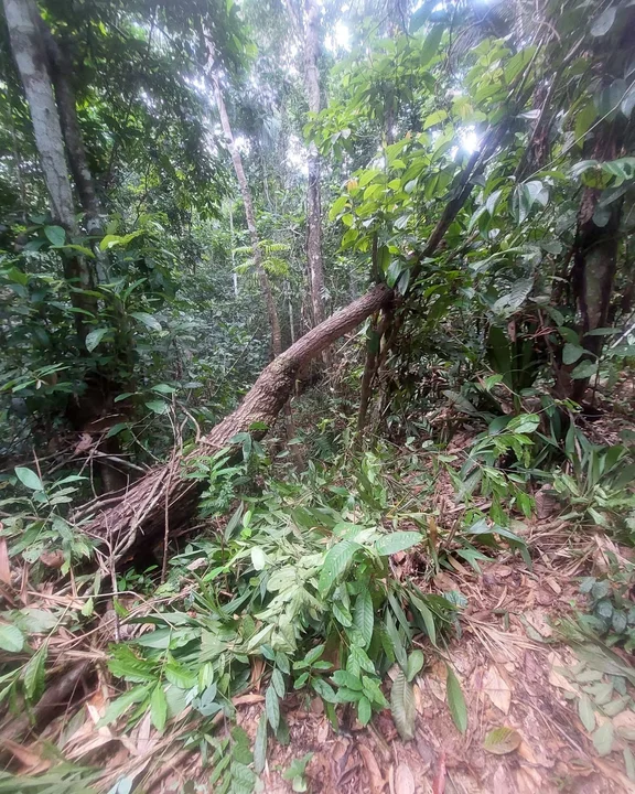 Senda Verde denuncia riesgo para la Amazonía boliviana por proyecto de transmisión eléctrica sin licencia ambiental