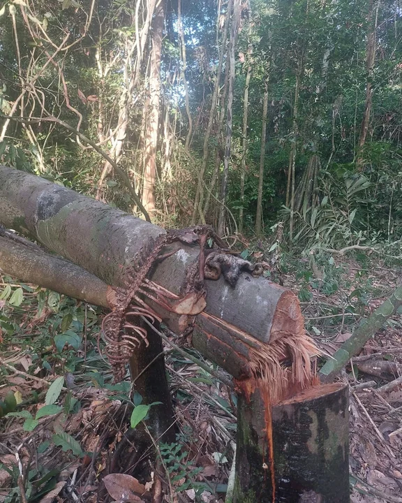 Senda Verde denuncia riesgo para la Amazonía boliviana por proyecto de transmisión eléctrica sin licencia ambiental