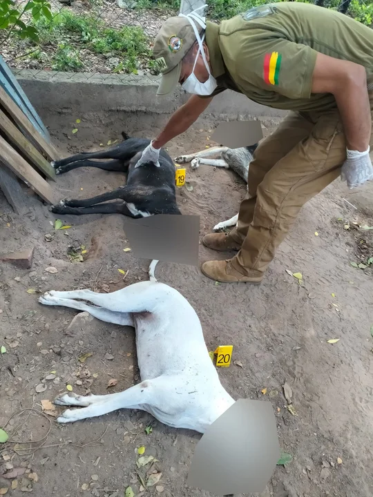 Indignación por posible caso de biocidio en Santa Cruz: siete perritos en un refugio fueron envenenados
