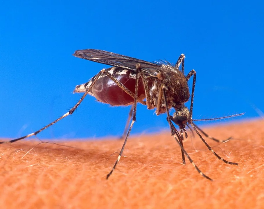 Dengue: CABA empezó la vacunación de las personas entre 35 y 39 años