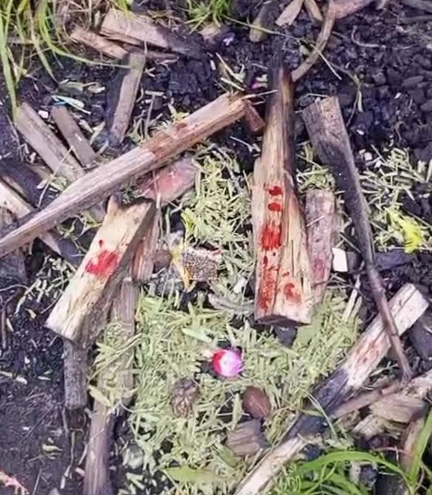 Indignación y repudio: denuncian sacrificios de cachorros en el bosquecillo de Pura Pura