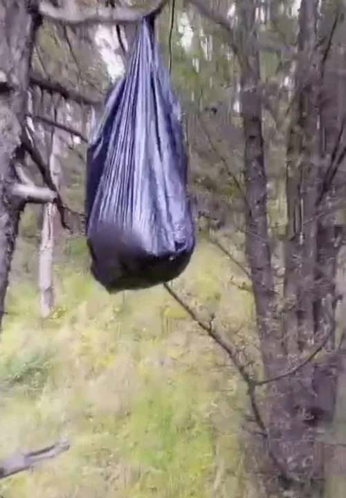 Indignación y repudio: denuncian sacrificios de cachorros en el bosquecillo de Pura Pura