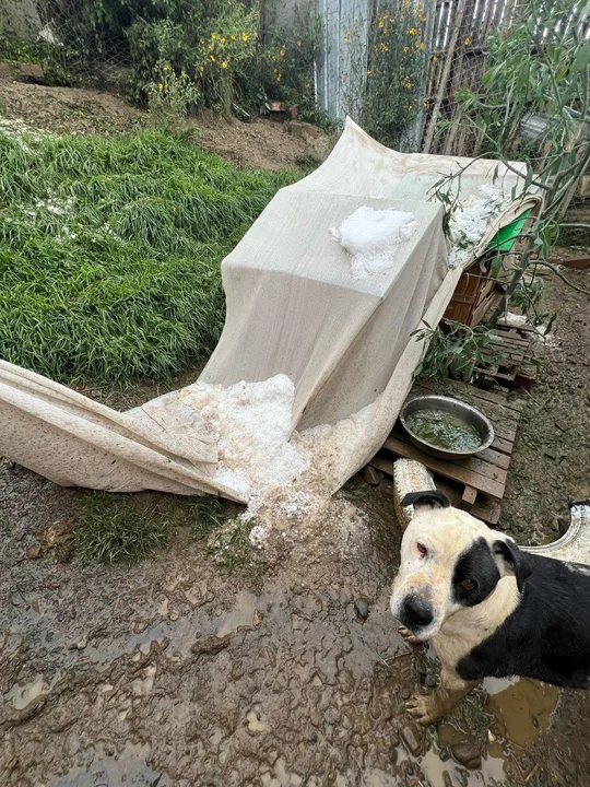 Solidaridad ante la emergencia: El refugio "Hocicos del Mundo" necesita nuestra ayuda
