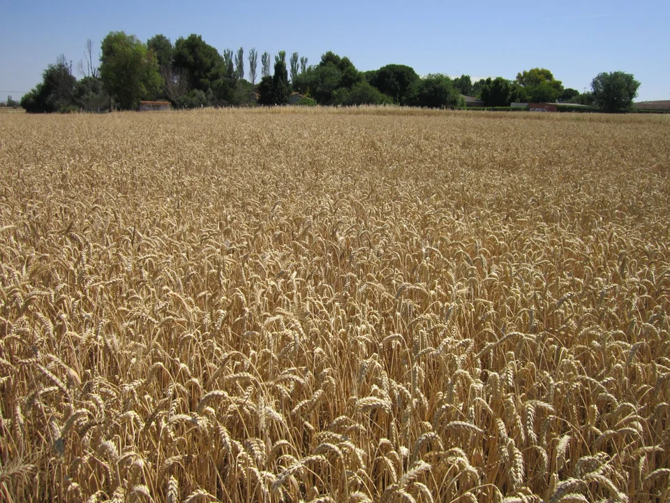 Las exportaciones de trigo y cebada podrían generar 4.225 millones de dólares en 2025.