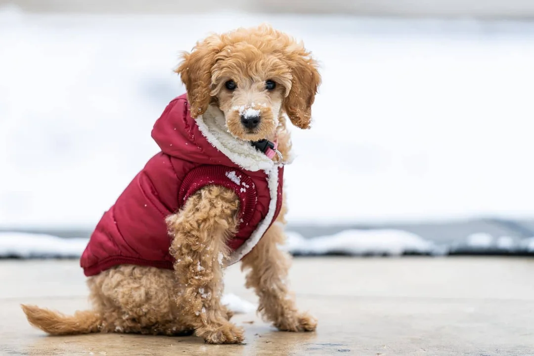 Cómo cuidar a los perros durante la nieve para evitar que se enfermen